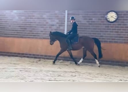 Oldenburg, Castrone, 4 Anni, 166 cm, Baio