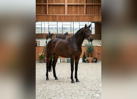 Oldenburg, Castrone, 4 Anni, 167 cm, Baio
