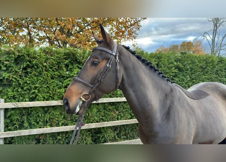 Oldenburg, Castrone, 4 Anni, 167 cm, Baio