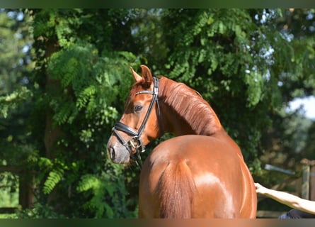 Oldenburg, Castrone, 4 Anni, 167 cm, Sauro