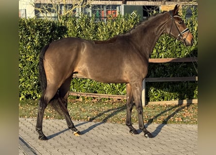 Oldenburg, Castrone, 4 Anni, 168 cm, Baio