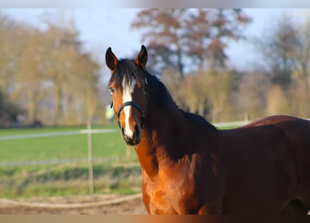 Oldenburg, Castrone, 4 Anni, 168 cm, Baio