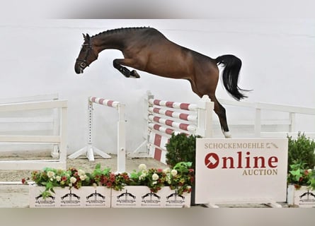 Oldenburg, Castrone, 4 Anni, 168 cm, Baio
