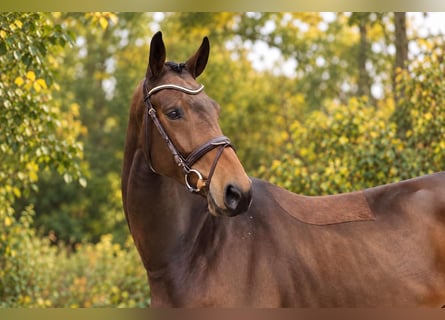 Oldenburg, Castrone, 4 Anni, 168 cm, Baio