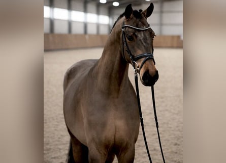 Oldenburg, Castrone, 4 Anni, 168 cm, Baio ciliegia