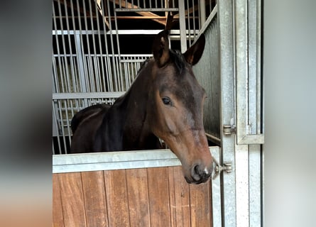 Oldenburg, Castrone, 4 Anni, 168 cm, Baio scuro
