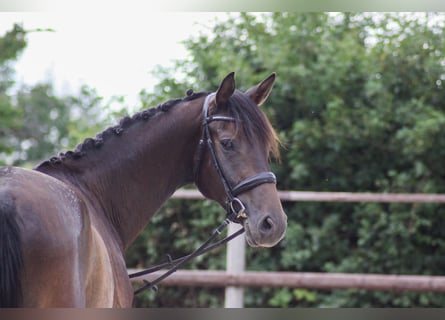 Oldenburg, Castrone, 4 Anni, 168 cm, Baio scuro