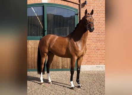 Oldenburg, Castrone, 4 Anni, 169 cm, Baio