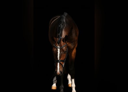 Oldenburg, Castrone, 4 Anni, 169 cm, Baio