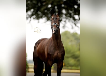 Oldenburg, Castrone, 4 Anni, 169 cm, Baio