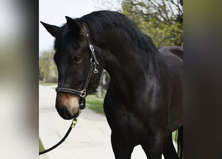 Oldenburg, Castrone, 4 Anni, 170 cm, Baio