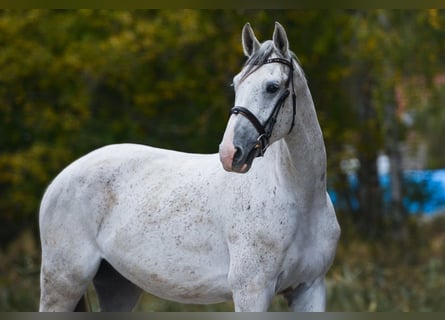 Oldenburg, Castrone, 4 Anni, 170 cm, Bianco