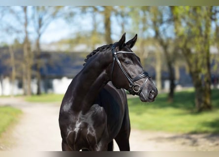 Oldenburg, Castrone, 4 Anni, 170 cm, Morello