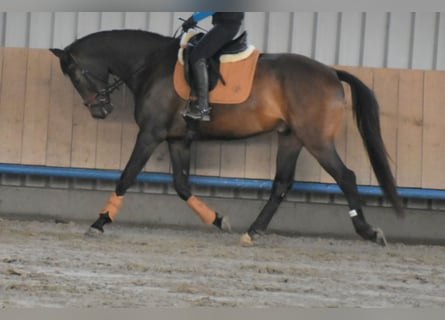 Oldenburg, Castrone, 4 Anni, 171 cm, Baio