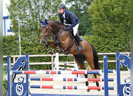 Oldenburg, Castrone, 4 Anni, 171 cm, Baio scuro