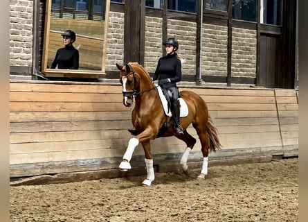 Oldenburg, Castrone, 4 Anni, 171 cm, Sauro