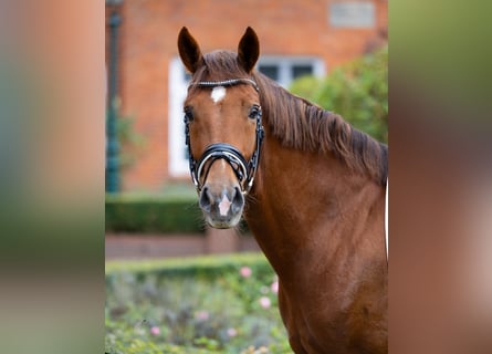 Oldenburg, Castrone, 4 Anni, 171 cm, Sauro