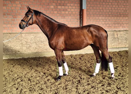 Oldenburg, Castrone, 4 Anni, 172 cm, Baio