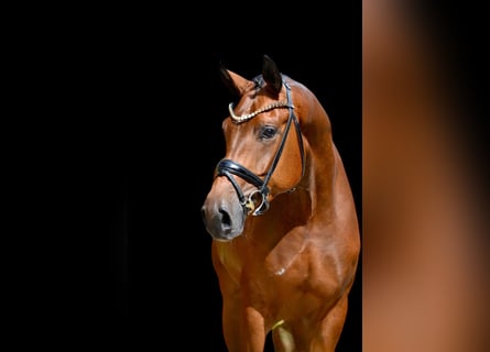 Oldenburg, Castrone, 4 Anni, 172 cm, Baio