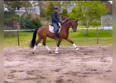 Oldenburg, Castrone, 4 Anni, 173 cm, Baio