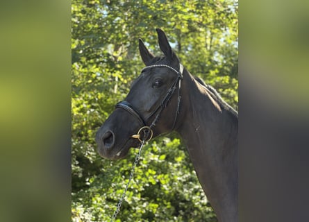 Oldenburg, Castrone, 4 Anni, 173 cm, Morello