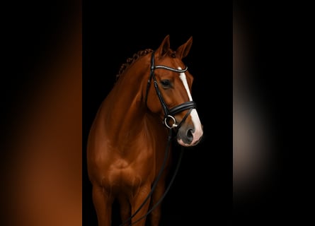 Oldenburg, Castrone, 4 Anni, 173 cm, Sauro scuro