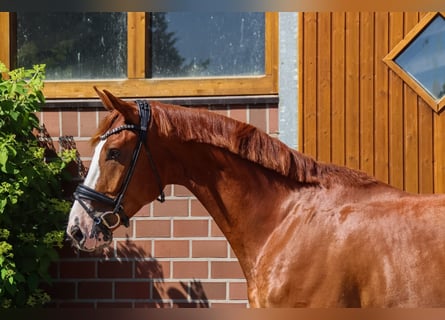 Oldenburg, Castrone, 4 Anni, 174 cm, Sauro