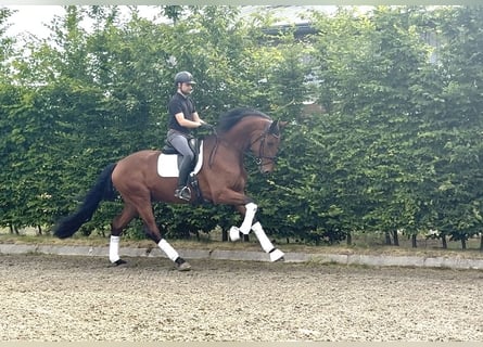 Oldenburg, Castrone, 4 Anni, 175 cm, Baio