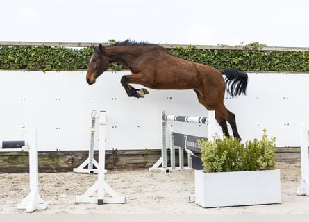 Oldenburg, Castrone, 4 Anni, 175 cm, Baio