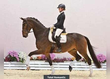 Oldenburg, Castrone, 4 Anni, 176 cm, Baio