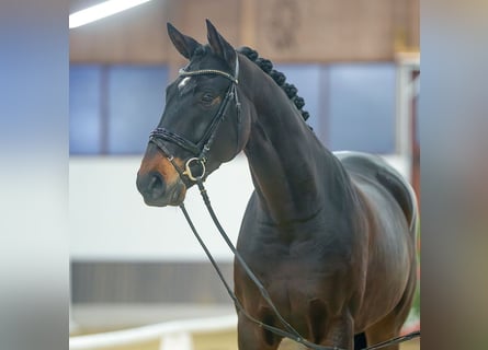 Oldenburg, Castrone, 4 Anni, Baio nero