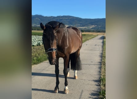 Oldenburg, Castrone, 4 Anni