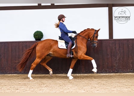 Oldenburg, Castrone, 5 Anni, 163 cm, Sauro
