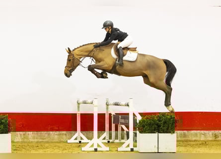 Oldenburg, Castrone, 5 Anni, 164 cm