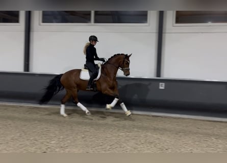 Oldenburg, Castrone, 5 Anni, 165 cm, Baio