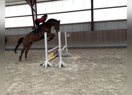 Oldenburg, Castrone, 5 Anni, 165 cm, Baio