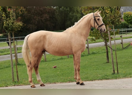 Oldenburg, Castrone, 5 Anni, 165 cm, Palomino