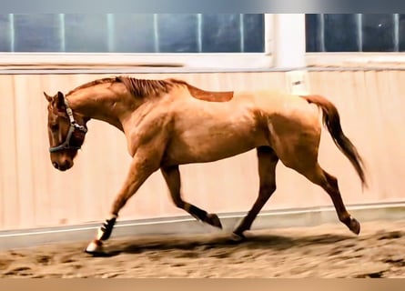 Oldenburg, Castrone, 5 Anni, 165 cm, Sauro