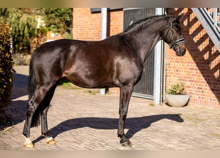 Oldenburg, Castrone, 5 Anni, 166 cm, Baio nero