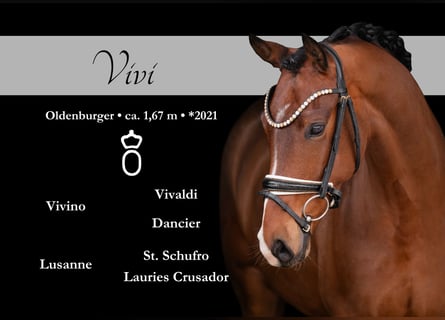 Oldenburg, Castrone, 5 Anni, 167 cm, Baio