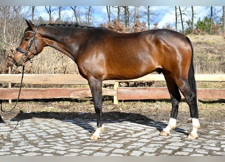 Oldenburg, Castrone, 5 Anni, 167 cm, Baio