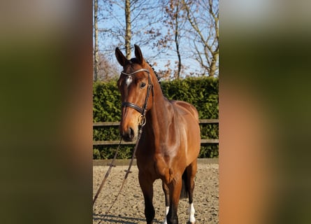 Oldenburg, Castrone, 5 Anni, 167 cm, Baio