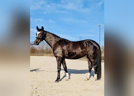 Oldenburg, Castrone, 5 Anni, 167 cm, Baio scuro