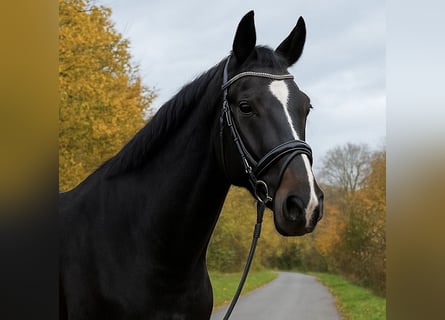 Oldenburg, Castrone, 5 Anni, 167 cm, Baio scuro