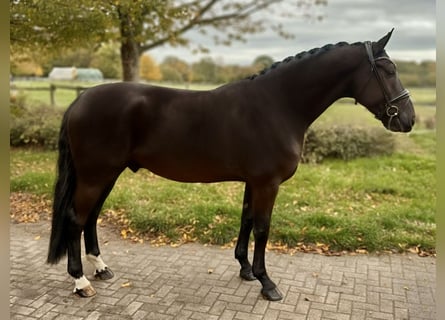 Oldenburg, Castrone, 5 Anni, 167 cm, Morello