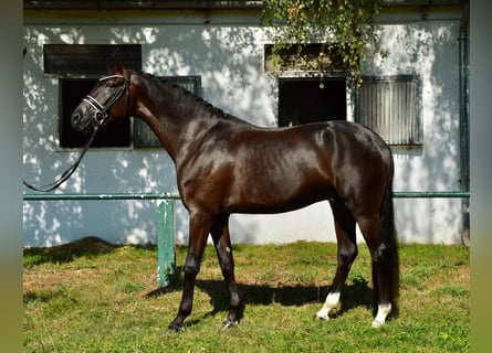 Oldenburg, Castrone, 5 Anni, 167 cm, Morello