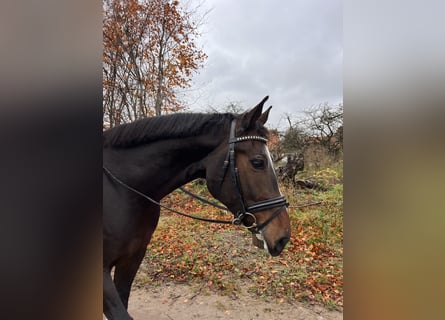 Oldenburg, Castrone, 5 Anni, 168 cm, Baio