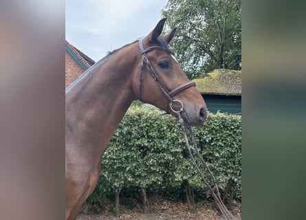 Oldenburg, Castrone, 5 Anni, 168 cm, Baio
