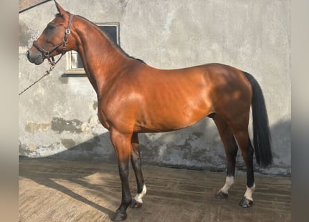 Oldenburg, Castrone, 5 Anni, 168 cm, Baio