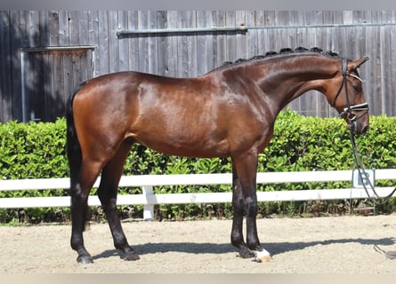Oldenburg, Castrone, 5 Anni, 168 cm, Baio scuro